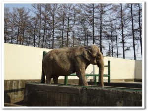 北海道おびひろ動物園-ゾウのナナ2018.04